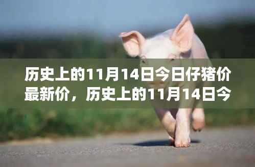 历史上的11月14日仔猪市场深度解析,价格走势与市场动态报告