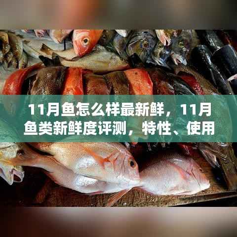 11月鱼类新鲜度大解密,特性、体验与竞品对比,最新鲜的鱼类选择指南