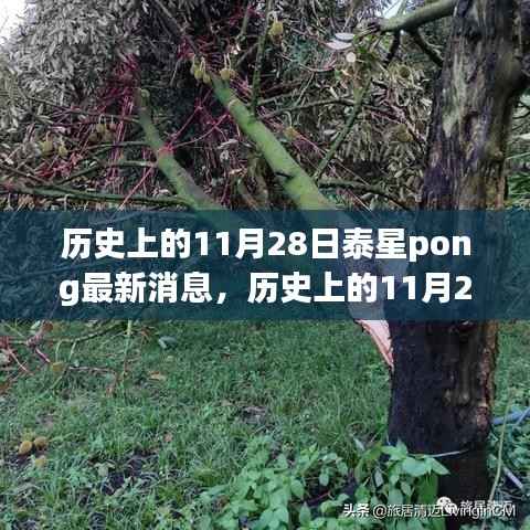 历史上的11月28日泰星pong最新消息,历史上的11月28日,泰星Pong的最新动态回顾