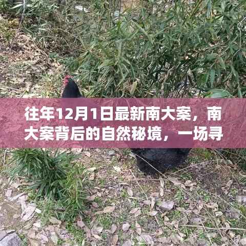 南大案背后的自然秘境探险之旅,寻找内心平静之旅