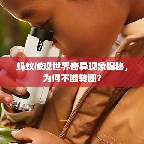 蚂蚁微观世界奇异现象揭秘,为何不断转圈?