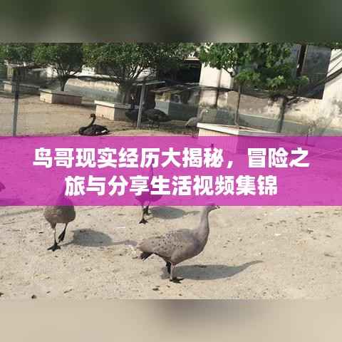 鸟哥现实经历大揭秘,冒险之旅与分享生活视频集锦