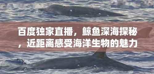 百度独家直播，鲸鱼深海探秘，近距离感受海洋生物的魅力