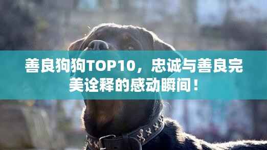善良狗狗TOP10,忠诚与善良完美诠释的感动瞬间!