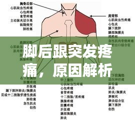脚后跟突发疼痛,原因解析、诊断指南与治疗方案