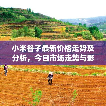 小米谷子最新价格走势及分析，今日市场走势与影响因素揭秘