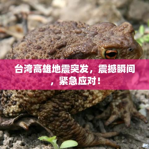 台湾高雄地震突发,震撼瞬间,紧急应对!